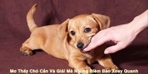 Mơ Thấy Chó Cắn Và Giải Mã Những Điềm Báo Xoay Quanh